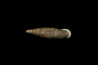 藏品(臺灣煙管蝸牛溪頭型)的圖片